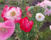 生命禅院院花——虞美人