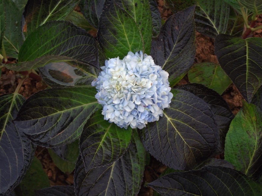 美丽富饶的一分院摄影集锦（二）